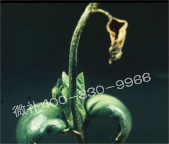 莖尖枯死，到底是缺硼還是缺鈣？