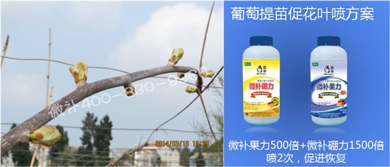 獼猴桃萌芽期如何施肥，才能促進(jìn)萌芽齊、萌芽壯？