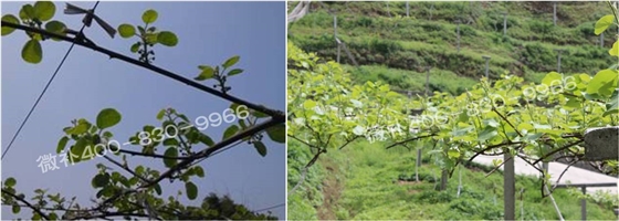 獼猴桃萌芽期如何施肥，才能促進(jìn)萌芽齊、萌芽壯？