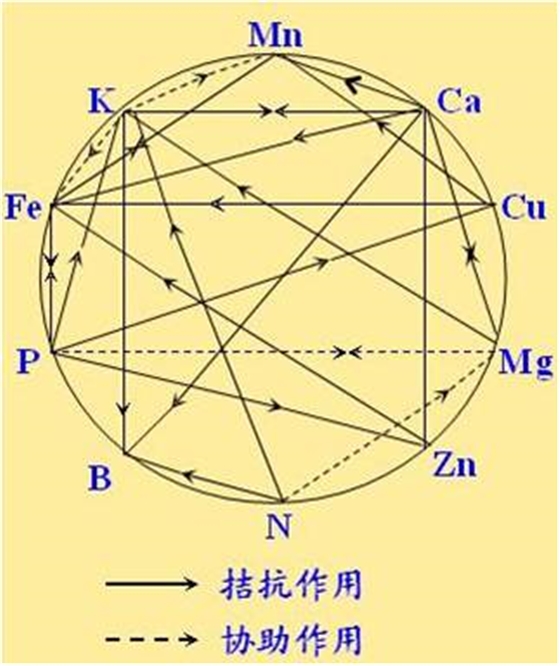 原料型鉀肥和鎂肥為什么會發(fā)生拮抗？