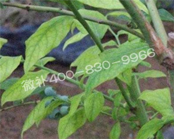 藍莓黃葉是缺素還是病害？