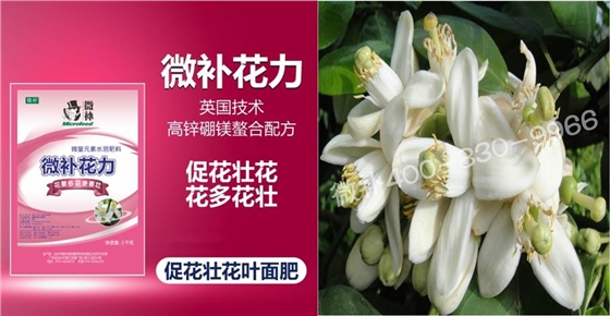 蜜柚促花壯花除了補磷還需要補硼鋅？