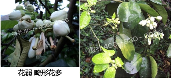 蜜柚促花壯花除了補磷還需要補硼鋅？