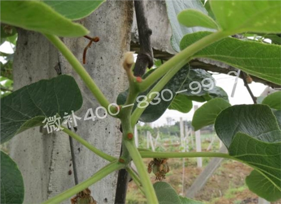 獼猴桃缺鈣對(duì)抽梢開花有什么影響？