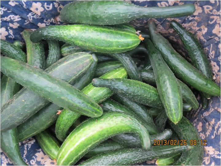 #微肥課堂#黃瓜味苦，天氣or肥料，到底誰(shuí)之過(guò)？