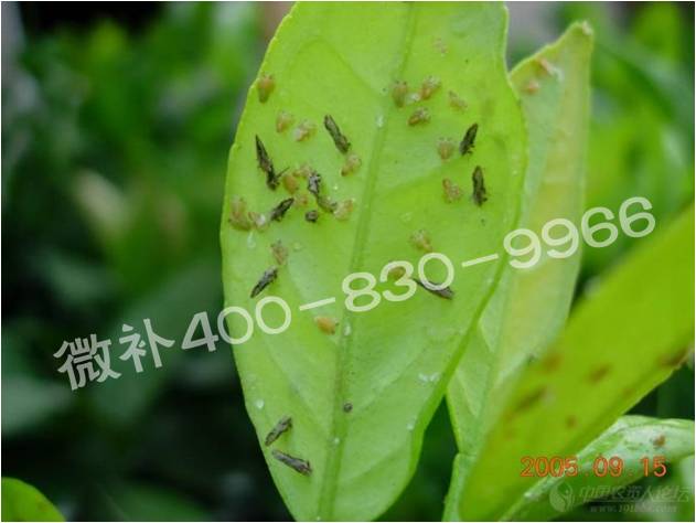 柑橘秋梢不老熟易被木虱叮咬 柑橘秋梢不老熟易被木虱叮咬