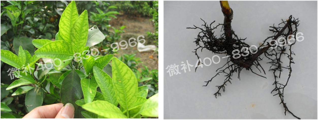 微補(bǔ)由國際植物營養(yǎng)專家領(lǐng)銜的微肥企業(yè),40年微肥經(jīng)驗(yàn),針對(duì)80多種農(nóng)作物,有100多個(gè)微肥產(chǎn)品,涵蓋葉面肥,沖施肥,水溶肥等.咨詢熱線:400-830-9966微補(bǔ)系列微肥,質(zhì)量好,肥效高,見效快,后勁大,無公害.