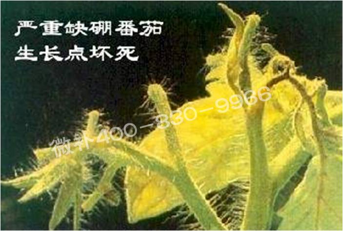莖尖枯死，到底是缺硼還是缺鈣？
