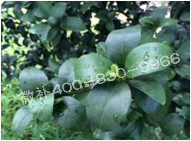 柑橘春梢弱，難抽發(fā)，到底是什么原因？