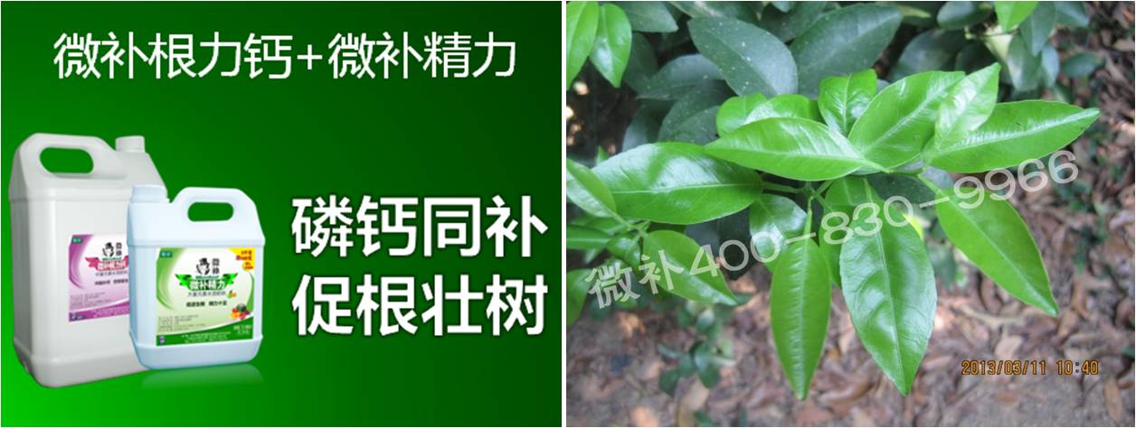 柑橘春梢弱，難抽發(fā)，到底是什么原因？