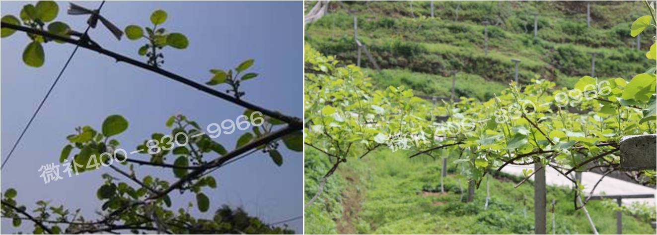 獼猴桃萌芽期如何施肥，才能促進(jìn)萌芽齊、萌芽壯？