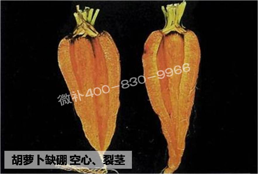 大田作物缺硼，就用高生物活性海藻液體硼，補硼更有效！