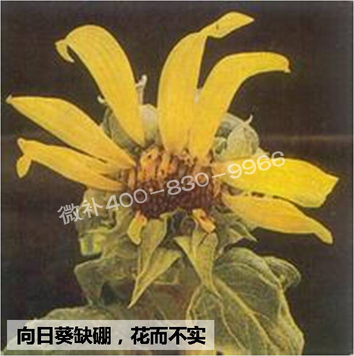 大田作物缺硼，就用高生物活性海藻液體硼，補硼更有效！