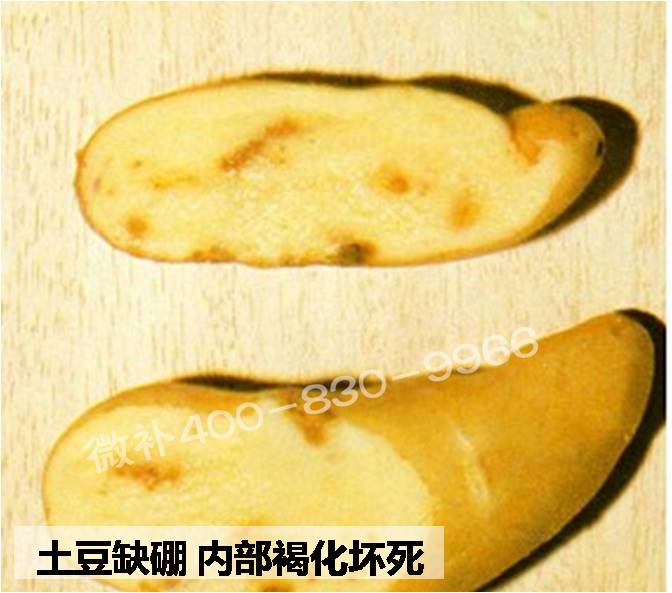 大田作物缺硼，就用高生物活性海藻液體硼，補硼更有效！