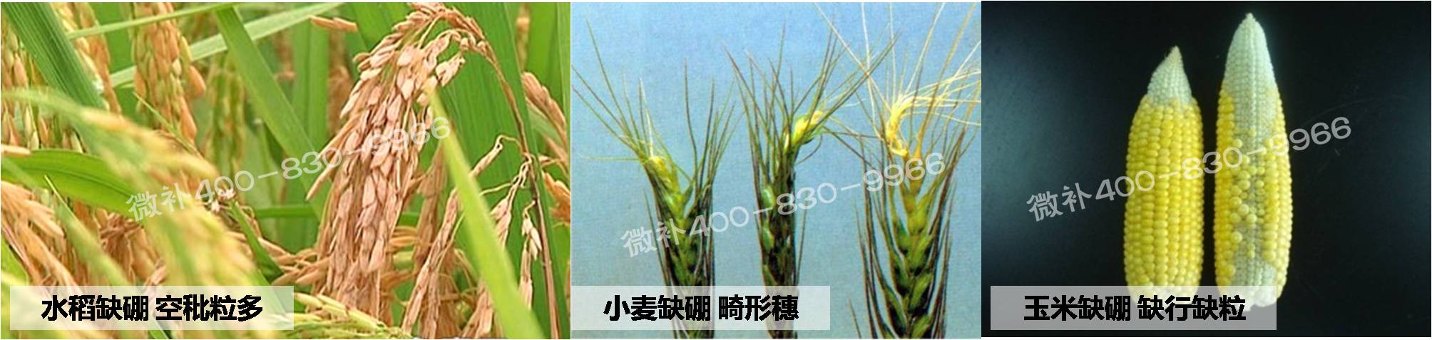 大田作物缺硼，就用高生物活性海藻液體硼，補硼更有效！