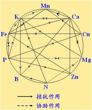 原料型鉀肥和鎂肥為什么會發(fā)生拮抗？