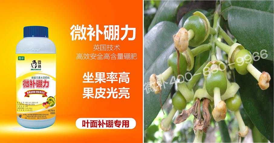 蜜柚促花壯花除了補(bǔ)磷還需要補(bǔ)硼鋅？