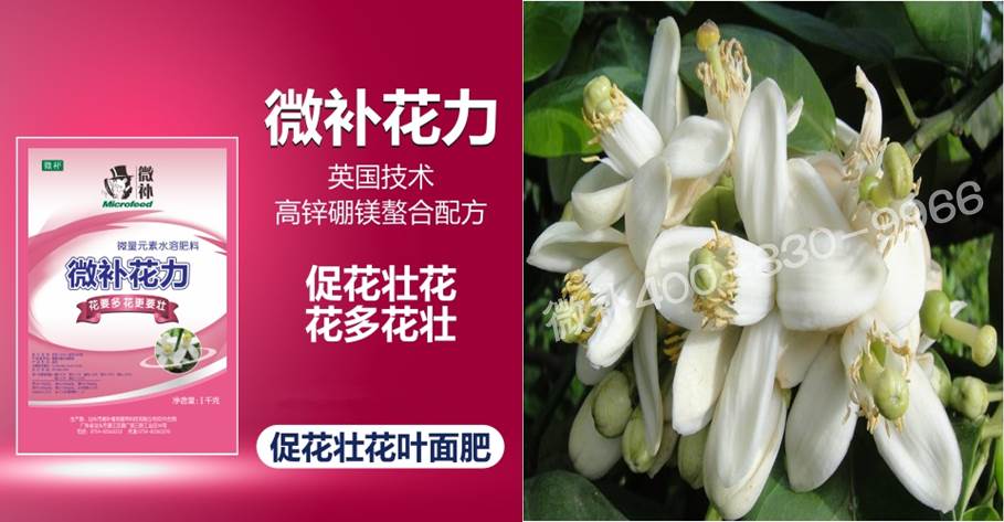 蜜柚促花壯花除了補(bǔ)磷還需要補(bǔ)硼鋅？