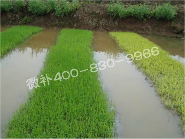 水稻黃秧、爛秧怎么辦？