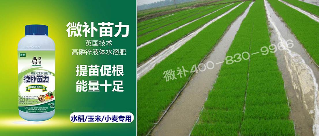 水稻黃秧、爛秧怎么辦？