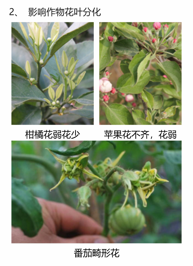 微補(bǔ)螯合鋅750_04.jpg