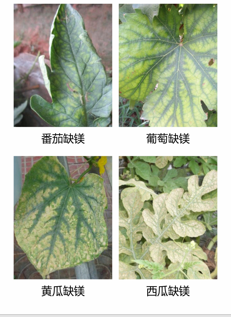 微補(bǔ)沖力鎂1_03.jpg