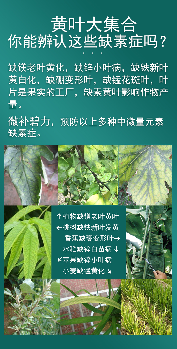 微補碧力_03.jpg