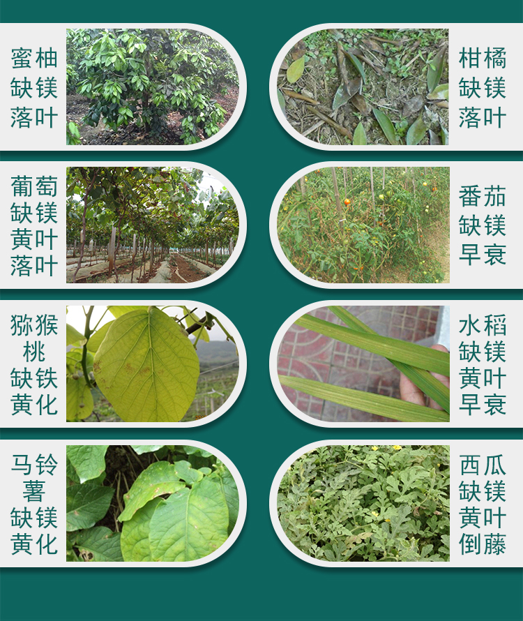 微補碧力_07.jpg