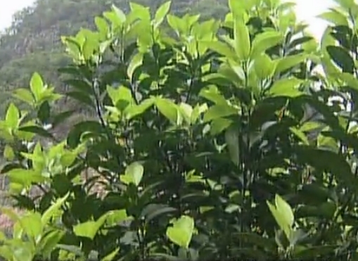 柑橘淋沖微補鈣肥，促根預(yù)防黃樹，樹壯保果品質(zhì)好