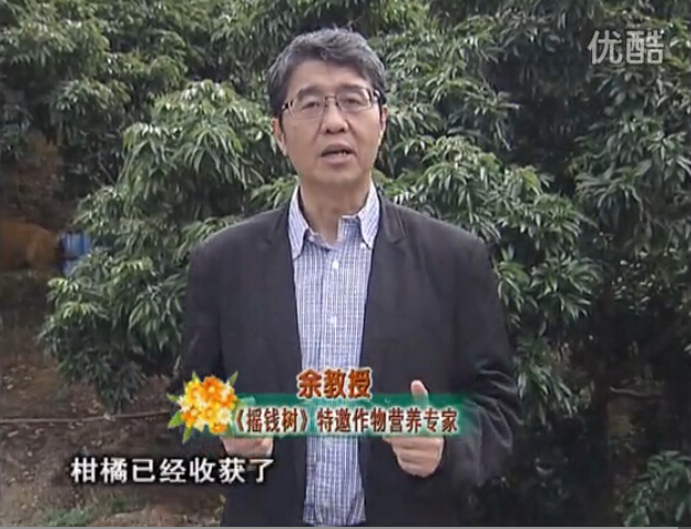 20160104珠江臺搖錢樹：防治柑橘黃樹、減少采后弱樹 撒微補倍力、噴碧力+壯力