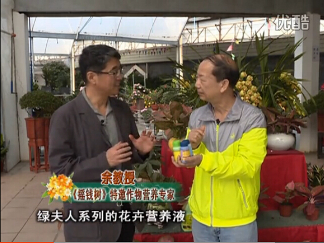 20160111珠江臺(tái)搖錢樹：家庭盆栽花卉黃葉又難養(yǎng)？用綠夫人，枝繁葉茂、花多花艷