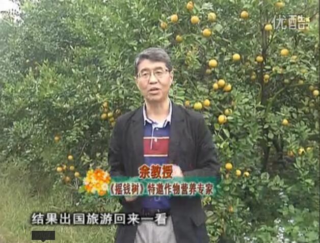 20160111珠江臺搖錢樹：貢柑大場樹弱黃葉，今年樹勢大翻身果靚還高價！