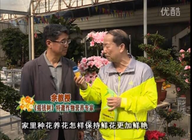 20160118珠江臺(tái)搖錢樹：家庭花卉用綠夫人600度鮮花營養(yǎng)液，花開鮮艷、花期長