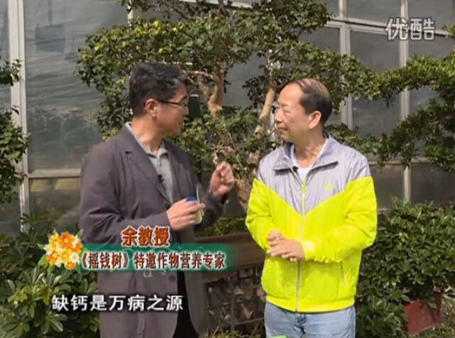 20160125珠江臺(tái)搖錢樹：家庭盆栽花卉噴綠夫人160度補(bǔ)鈣抗病液，長勢精神、抗病好