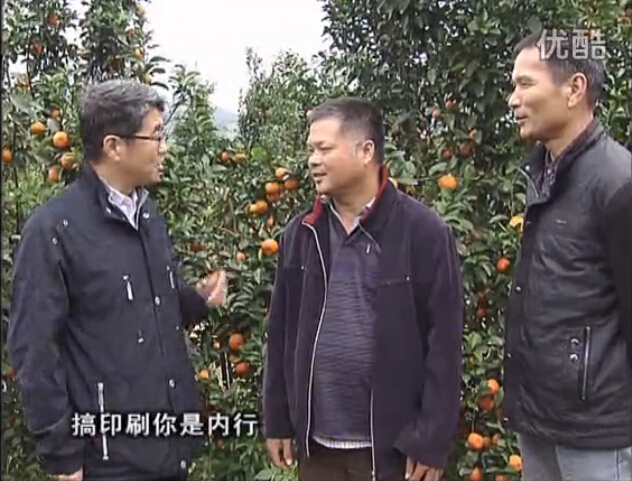 20160201珠江臺搖錢樹：開印刷廠改行種柑橘，保樹靚今年還高產(chǎn)？