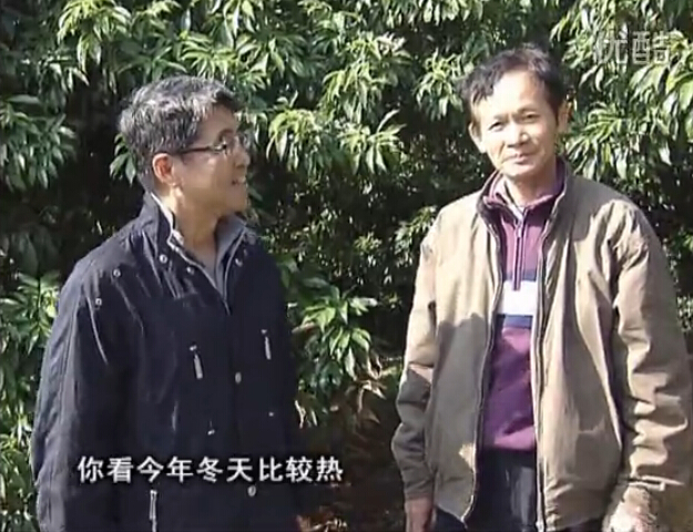 20160201珠江臺搖錢樹：暖冬荔枝易沖梢，如何促花壯花好？看微補