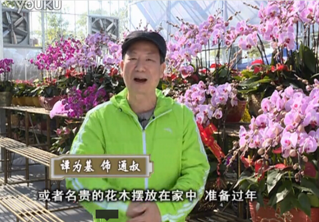 20160201珠江臺(tái)搖錢樹：新春家養(yǎng)花卉、盆栽，如何養(yǎng)護(hù)葉子、鮮花、果子保鮮更長？