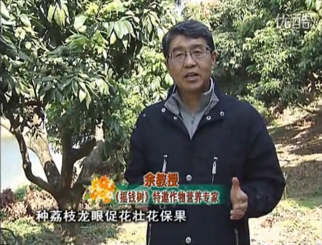 20160215珠江臺搖錢樹：龍眼撒微補倍力、噴花力+碧力，補鈣鎂鋅硼保葉壯花