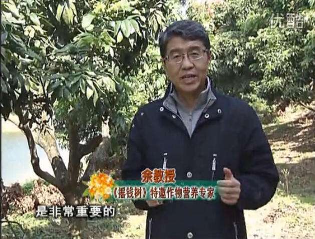 20160215珠江臺(tái)搖錢樹：名貴花木盆景，用綠夫人系列保葉、花靚、又抗病