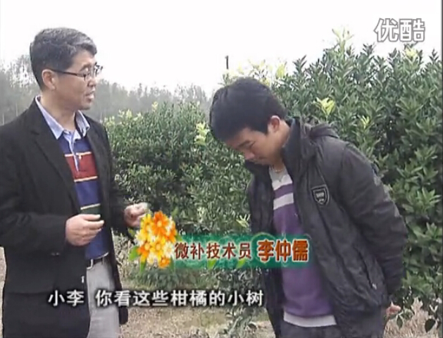 20160215珠江臺搖錢樹：柑橘小樹頭年掛果撒微補倍力、噴花力+碧力，壯樹促花好