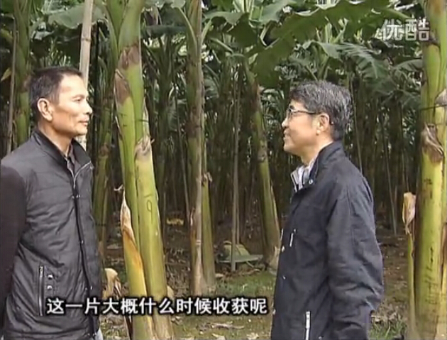 20160222珠江臺搖錢樹：粉蕉用微補方案，抽蕉好、葉干邊爛頭少