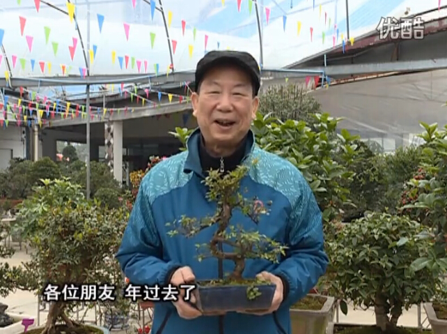 20160229珠江臺(tái)搖錢樹：盆景換盆養(yǎng)護(hù)，用綠夫人營養(yǎng)液恢復(fù)生機(jī)