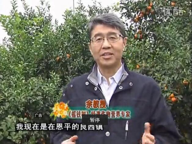 20160229珠江臺(tái)搖錢樹：柑橘用微補(bǔ)全年方案，黃樹恢復(fù)、果品質(zhì)好賣價(jià)高