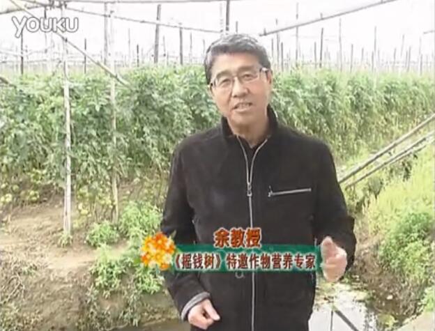 20160307珠江臺(tái)搖錢(qián)樹(shù)：天冷蔬菜有價(jià)卻無(wú)產(chǎn)？用微補(bǔ)方案苗壯保葉有產(chǎn)！