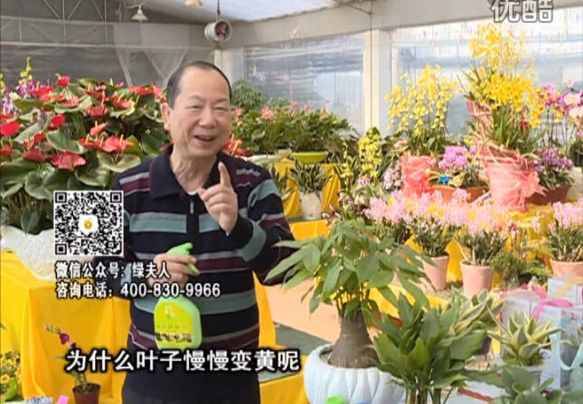 20160307珠江臺(tái)搖錢(qián)樹(shù)：陰生植物也不好種，黃葉多長(zhǎng)勢(shì)弱？用綠夫人來(lái)呵護(hù)