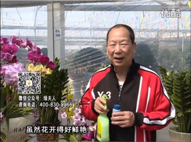 20160314珠江臺(tái)搖錢(qián)樹(shù)：家種鮮花、鮮切花，用綠夫人600度鮮花液?；ㄆG、花期長(zhǎng)