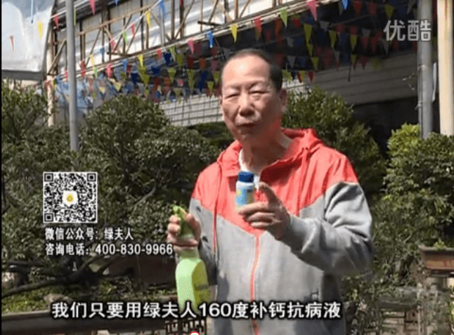 ?20160321珠江臺(tái)搖錢(qián)樹(shù)：盆栽花卉用綠夫人160度補(bǔ)鈣抗病液，低溫陰雨天長(zhǎng)勢(shì)壯、抗病好