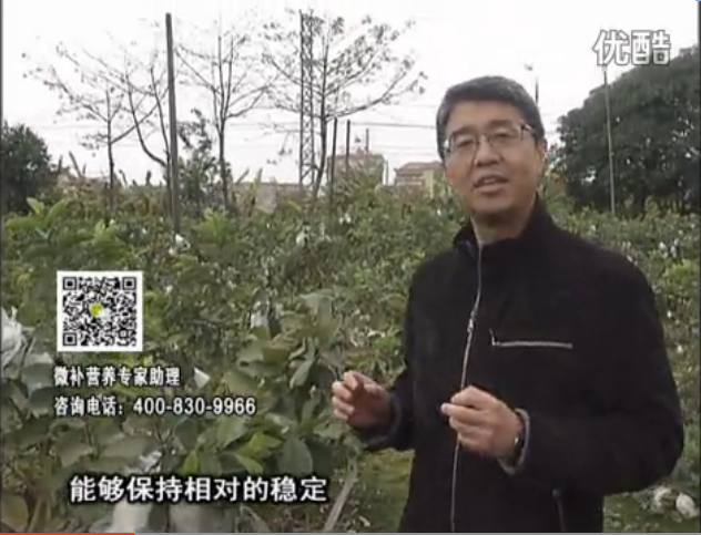 20160328珠江臺搖錢樹：番石榴淋沖微補根力鈣+微補精力，凍后恢復(fù)長勢、促進(jìn)開花坐果