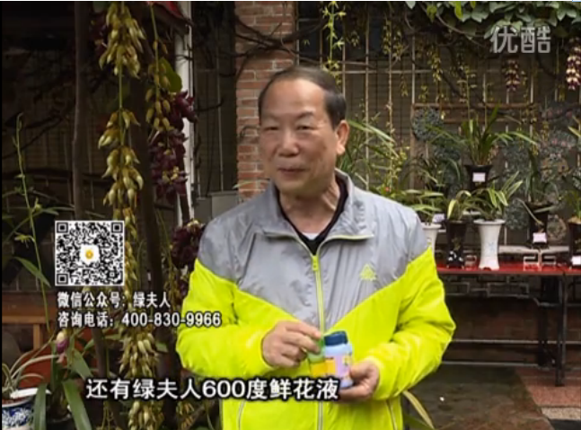 20160404珠江臺(tái)搖錢(qián)樹(shù)：養(yǎng)禾雀花等盆栽，用綠夫人營(yíng)養(yǎng)液養(yǎng)得好又增色