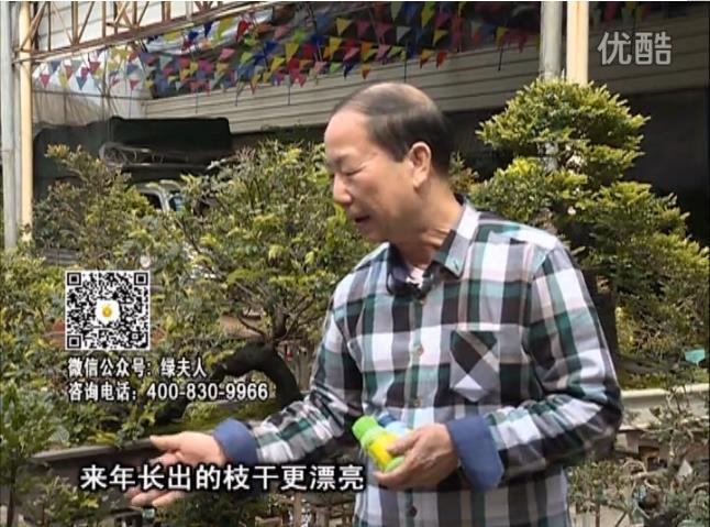 通叔親自體驗(yàn)，盆景凍后用綠夫人營(yíng)養(yǎng)液抽芽恢復(fù)好